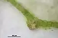 Section of leaf