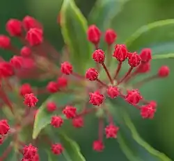 Flower buds