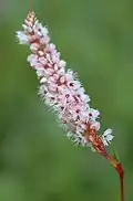 Common bistort stem.