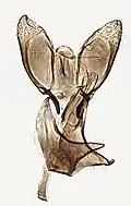 male genitalia