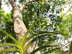 Young buds of Vanda tessellata