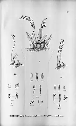 Bulbophyllum