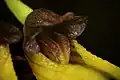 Close up of labellum