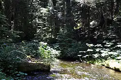 A clear small steam flows through a densely wooded forest.