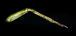 Hearing bubble on the forelimb