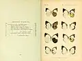Book page showing watercolour plate of butterfly specimens