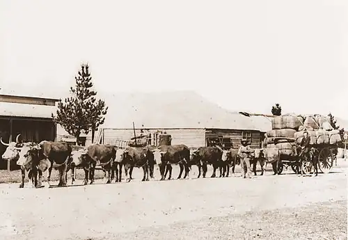 Image 6A bullock team hauling wool in Australia (from Transport)