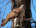 Guaraguao (Buteo jamaicensis)