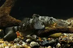 Butis koilomatodon; Butidae
