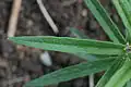 A young leaf