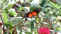 Family: ITHOMIDAE The Glasswings