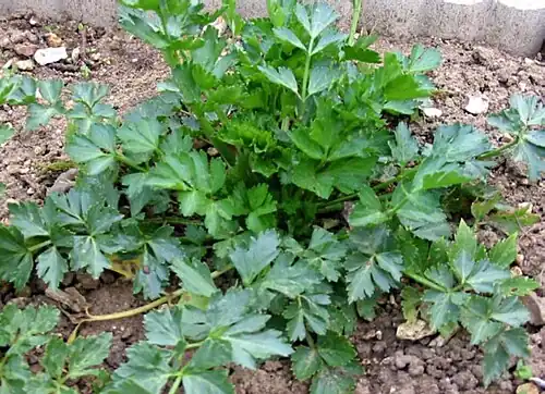 Leaf celery