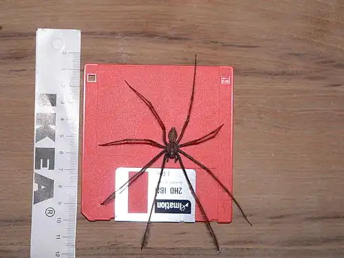 Tegenaria parietina.