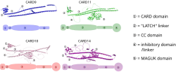 Graphical overview of the protein domains n the CARD-CC family members