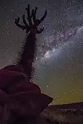 Mature specimen, silhouetted by starlight and showing to advantage longer spines on trunk