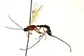 Calliephialtes notandus female