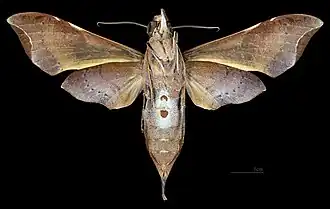 Female ventral