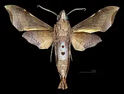 Male ventral