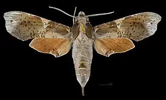 Female dorsal