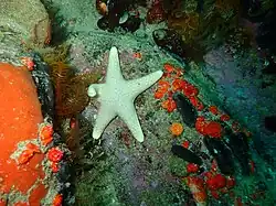 "Callopatiria formosa" found at Murphy's reef, Miller's Point, Cape Peninsula