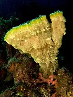 A yellow variant.