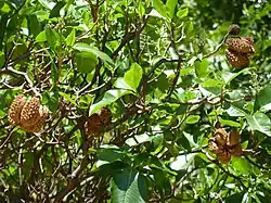 dry fruit capsules