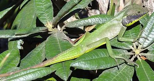 C. nigrilabris