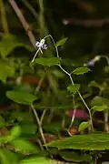 Vegetative habit of S. prenanthoides