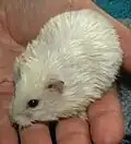 White satin colouration