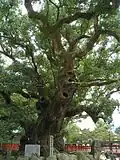 Yufuta's forest, one of the old camphor trees in this shrine, is designated as the National Treasures.