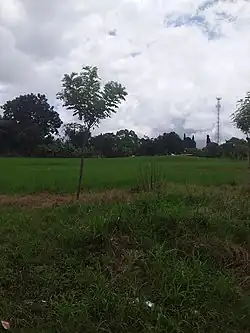 Campo en Santo Domingo, Bugaba