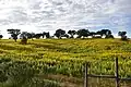 Lupinus luteus crop in Portugal