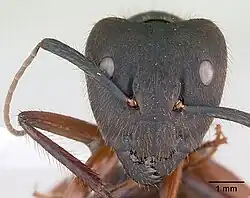 Frontal view