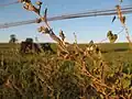 Fields