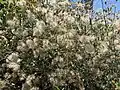Cape sweetbush flowers in seed
