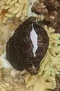 Exemplar from Zanzibar (Tanzania).