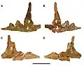 Jugals of C. saharicus