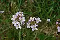 Cuckooflower, Le Tholy.