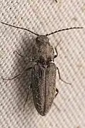 Cardiophorus aeneus, California