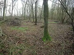 Carlton Wood