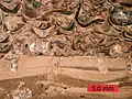 Cross-section of a carbonate hardground encrusted by oysters and bored by bivalves (Gastrochaenolites)