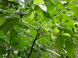 Foliage