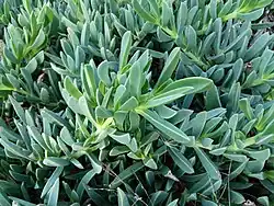 Carpobrotus quadrifidus