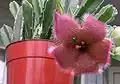 A potted specimen