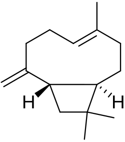 Caryophyllene, which is pervasive but especially in cloves.