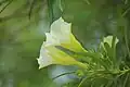 White variety