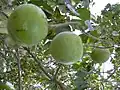 Casimiroa edulis, white sapote