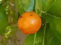 Ripe fruit
