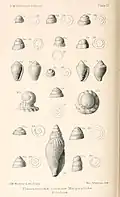 Plate IV.