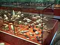 Indo-Pacific fauna showcase
